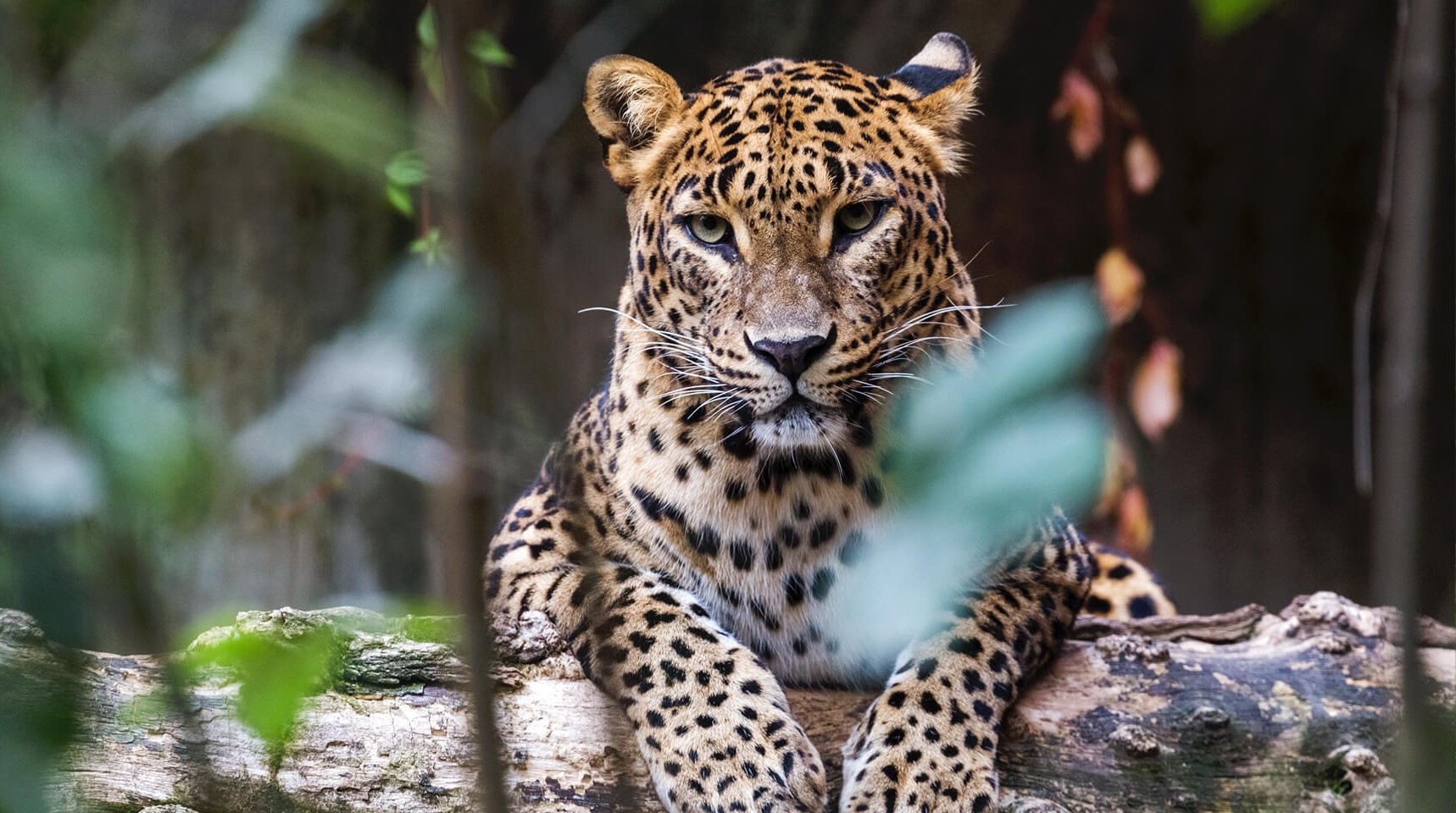 Sri Lankan Leopard Yala